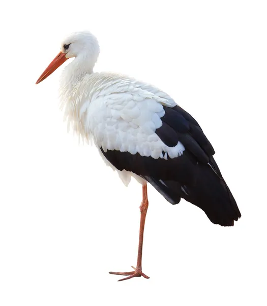 Storch, isoliert auf weißem Hintergrund — Stockfoto