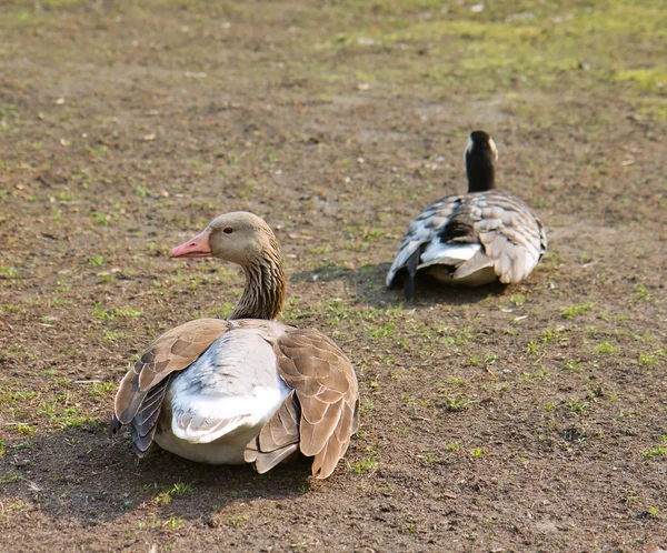 Two ducks sitting on the ground — Stock Photo, Image