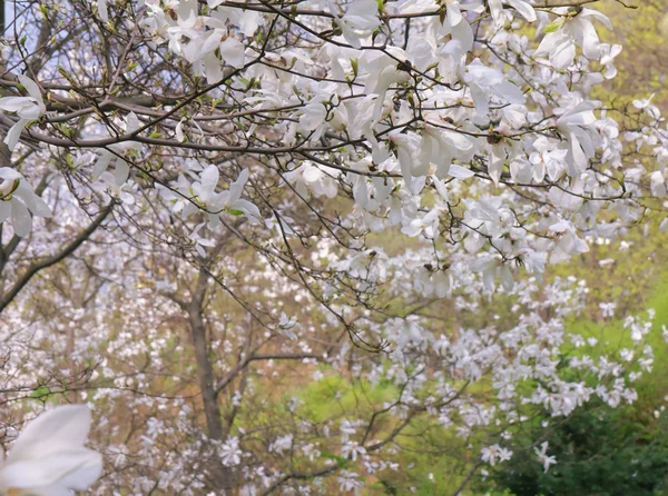 Bloei van magnoliaboom in de lentetijd — Stockfoto