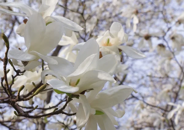 stock image Close up of magnolia flowers in springtime