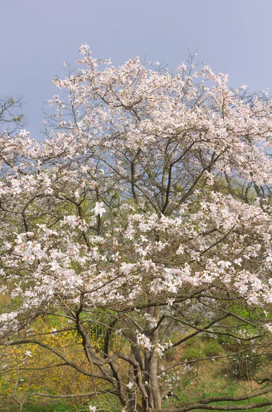 White magnolia tree blossom on storm sky background — Stock Photo, Image