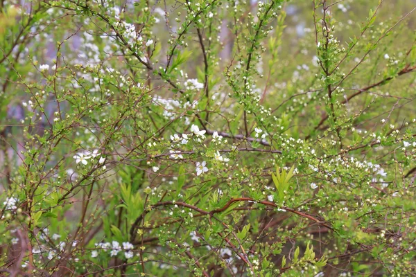 Våren bakgrund av vita blommor och blad — Stockfoto