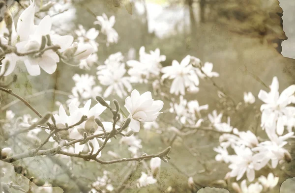 Magnolia flowers in a garden in vintage style — Stock Photo, Image