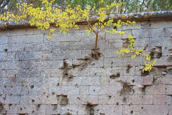Litet träd på fästningen väggen — Stockfoto