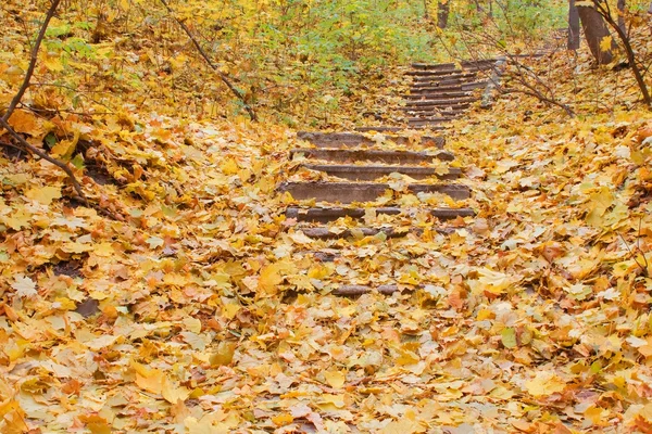 Autumn leaves on concrete steps stairs — Stock Photo, Image