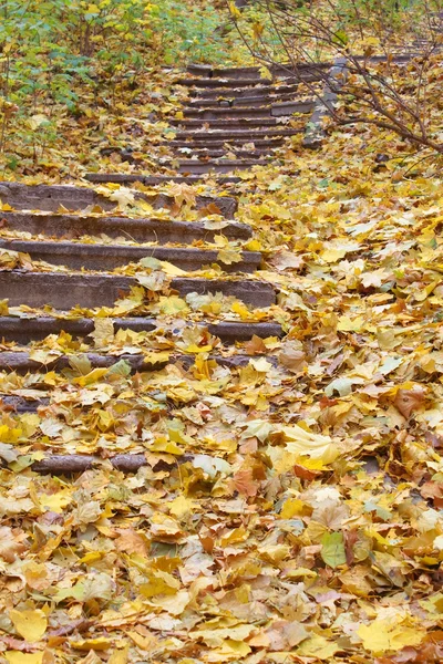Hojas de otoño en escaleras de hormigón — Foto de Stock