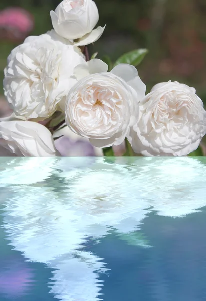 白玫瑰与水中倒影 — 图库照片