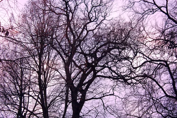 La silueta de los árboles sobre el fondo púrpura del cielo — Foto de Stock