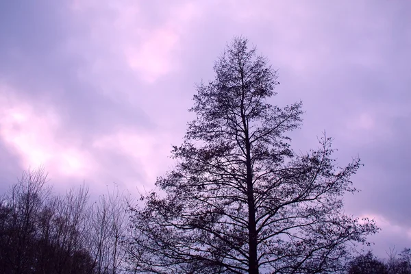 Silhuett av ett träd mot lila himmel bakgrund — Stockfoto