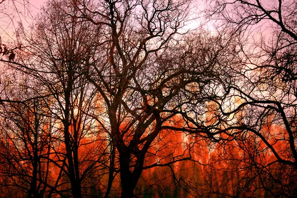 Trees on fire — Stock Photo, Image