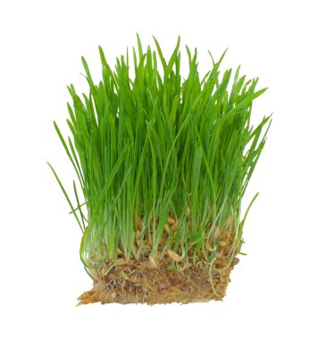 Sprouts of a young green grass. Isolated on white background clipart