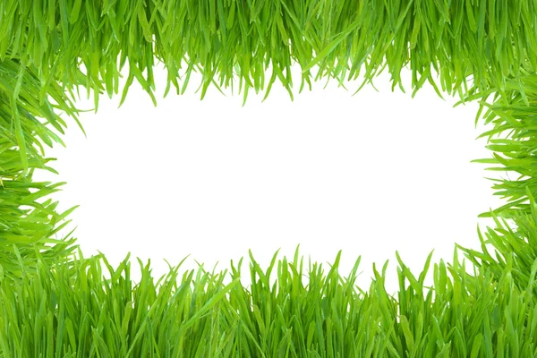 Groen gras fotolijstjes geïsoleerd op wit — Stockfoto