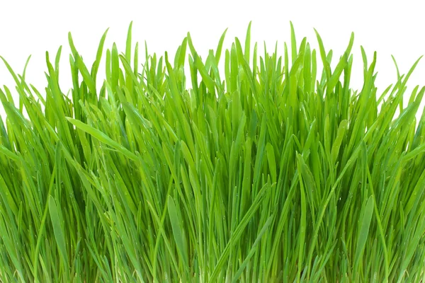 Voorjaar groen gras geïsoleerd op wit — Stockfoto