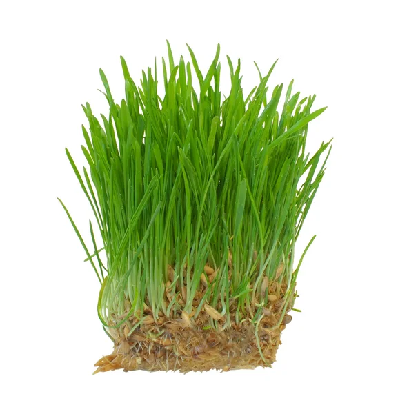 Germogli di una giovane erba verde. Isolato su sfondo bianco — Foto Stock