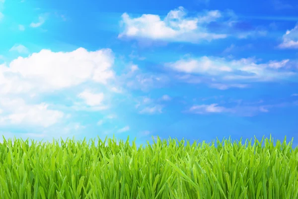 Yeşil çimenler ve bulutlu gökyüzü — Stok fotoğraf
