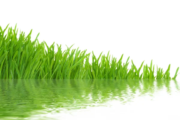 Grass with realistic water reflections, isolated on white — Stock Photo, Image