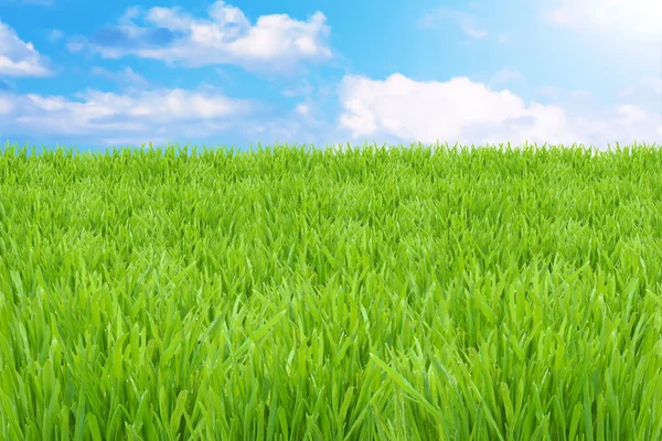 Hierba verde y cielo nublado —  Fotos de Stock