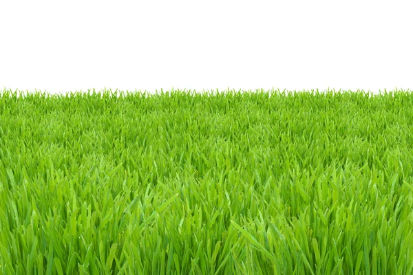 Gröna gräsmattan isolerad på vit bakgrund — Stockfoto