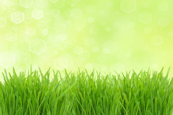 Destaque ensolarado e grama verde — Fotografia de Stock