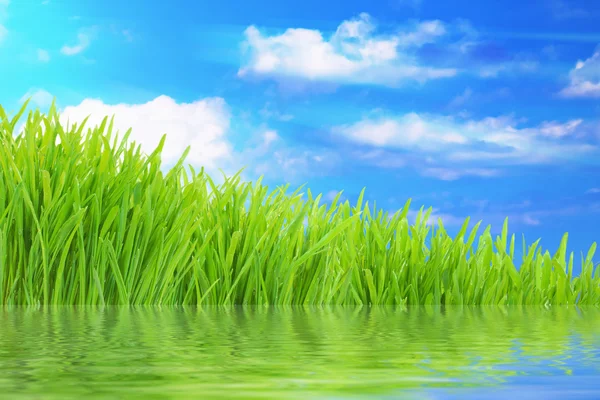 Fresh green grass with water reflection — Stock Photo, Image