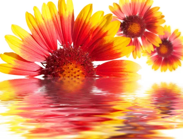 Schöne rote und gelbe Blumen und Reflexion — Stockfoto