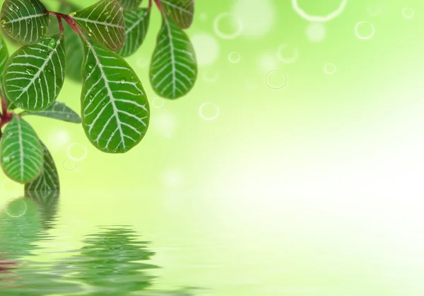 Green leaves with water reflection — Stock Photo, Image
