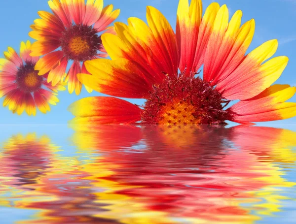 Frumoase flori de gerber roșu și galben și reflecție — Fotografie, imagine de stoc