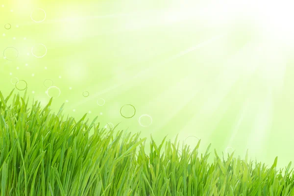 Zonnige hooglicht- en groen gras — Stockfoto