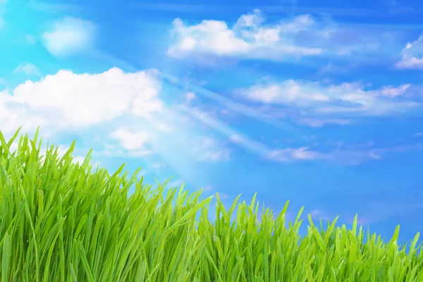 緑の草と曇天 — ストック写真