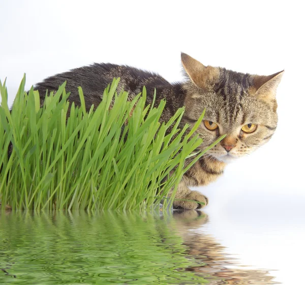 물에 있는 반영을 잔디에 줄무늬 고양이 — 스톡 사진