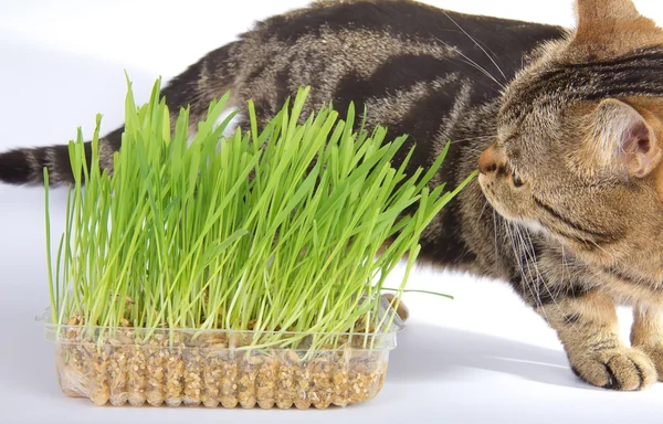 Tabby Katze und Gras auf weißem Hintergrund — Stockfoto
