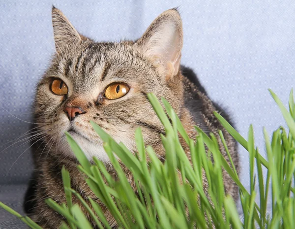 Tabby cat in grass on blue background — Stock Photo, Image