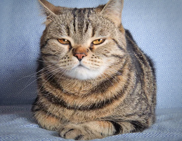 Mourovatá kočka na modrém pozadí — Stock fotografie