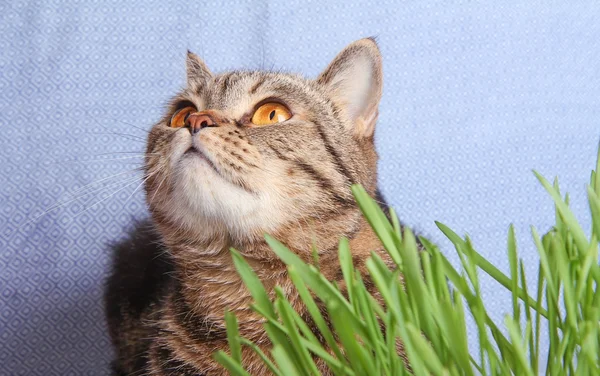 Tabby cat in grass on blue background — Stock Photo, Image