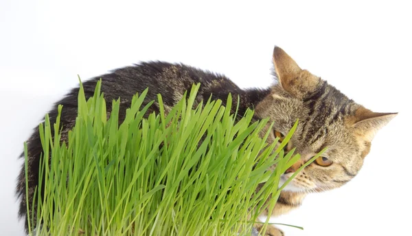 Tabby кошка в траве на белом фоне — стоковое фото