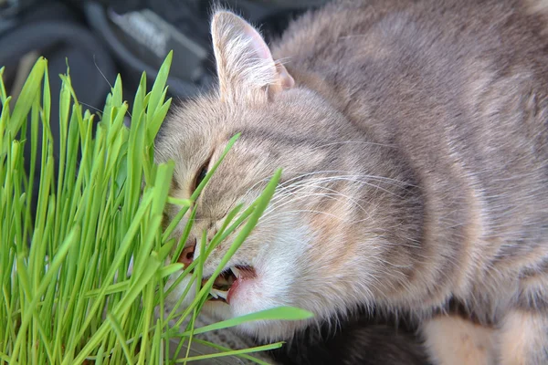Кот Тэбби наслаждается свежей травой. — стоковое фото