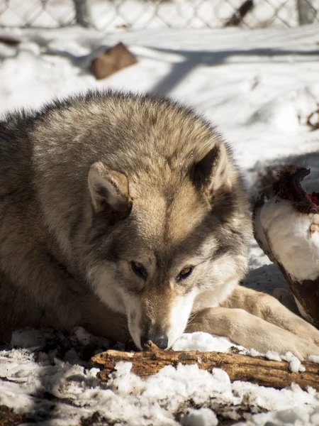 stock image Wolf