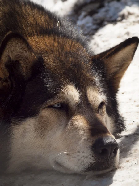 stock image Wolf