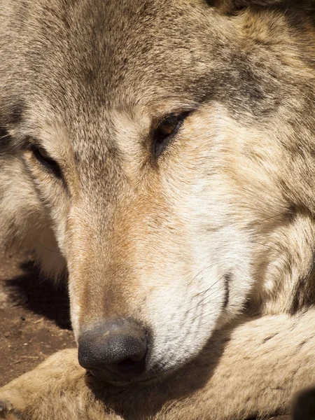 stock image Wolf