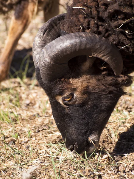 stock image Big-Horned Sheep