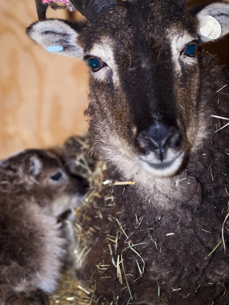 Soay Sheep — Stock Photo, Image