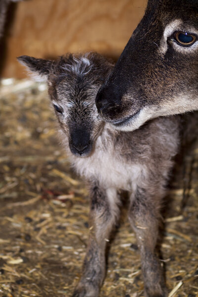 Soay Sheep