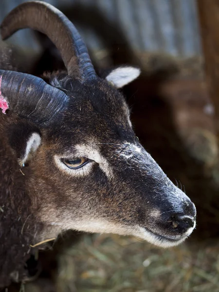 Soay schapen — Stockfoto