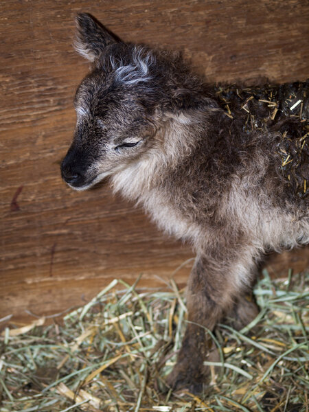 Soay Sheep