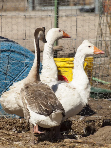 White Geese — Stock Photo, Image