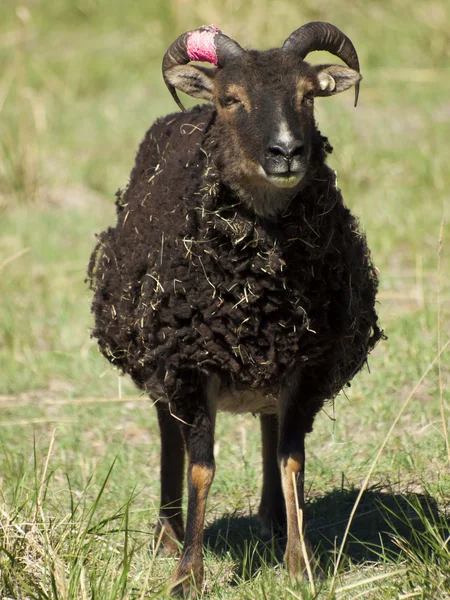 Soay schapen — Stockfoto