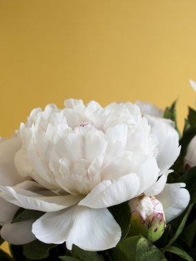 Beyaz peonies