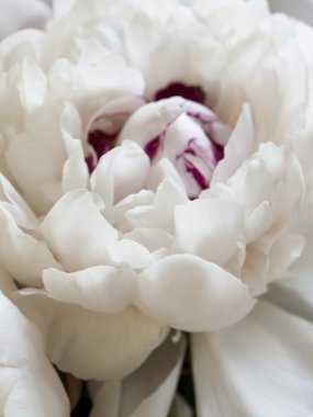 White Peonies clipart