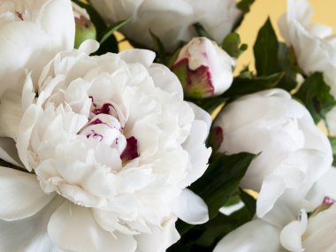 Beyaz peonies