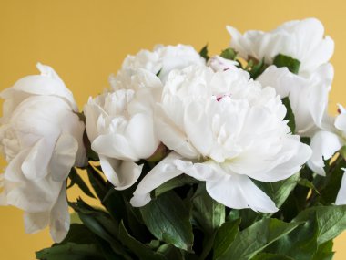 Beyaz peonies